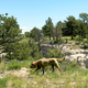 Illustration for article titled Meet the Poop-Sniffing Dog Helping Map a Giant Wildlife Sanctuary
